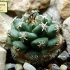 Turbinicarpus _alonsoi_ 01